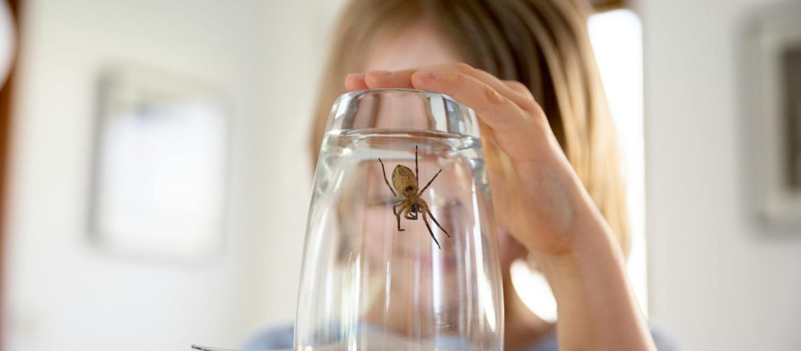 Pourquoi j’ai des araignées chez moi ? Et comment m’en débarrasser ? Pourquoi j'ai des araignées chez moi ? Et comment m'en débarrasser ?